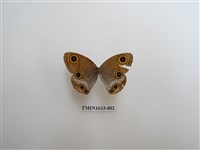 藏品(白帶波眼蝶)的圖片